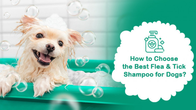 How to Choose the Best Flea and Tick Shampoo for Dogs?