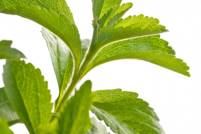 Stevia- The Sweet Solution to Your Sugar Reduction Needs