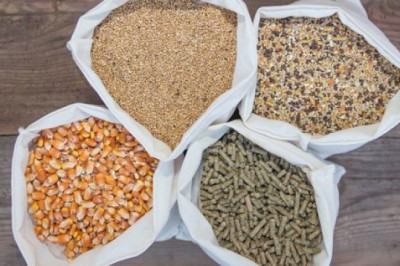 Global Probiotics in Animal Feed Market is Expected to reach USD 8.8 billion by 2028 at a CAGR 7.4%