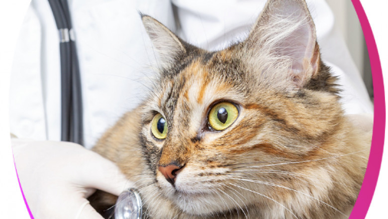 Tips to Find a Kamloops Vet For Your Pet