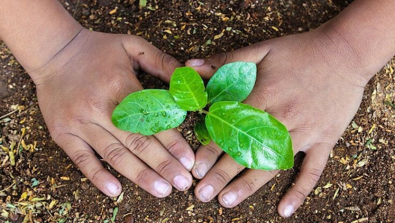 Amazing Products That You Can Derive From Plants