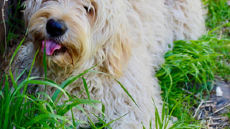 Excellent Bernedoodles for Sale Online- Find the Best Deal