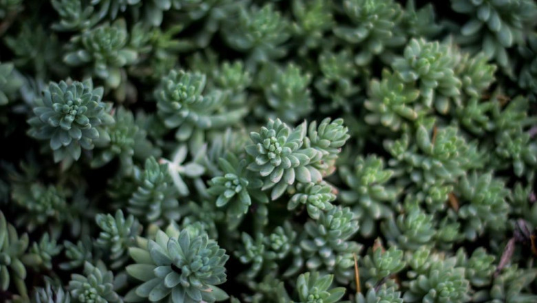 ecological effects of excess plant food as well as manure on water quality