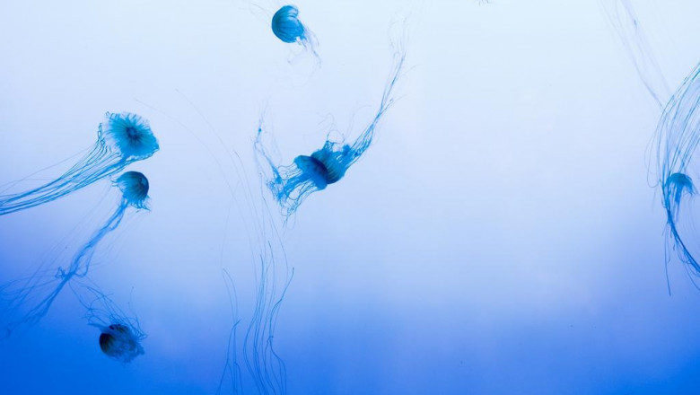 forget body cleansing and pregnancy 3 replacements you need to jump on