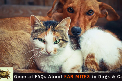 General FAQs About Ear Mites in Dogs & Cats