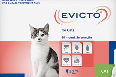 Buy Evicto Spot-On For Cats 2.6-7.5kg Green | Free Shipping