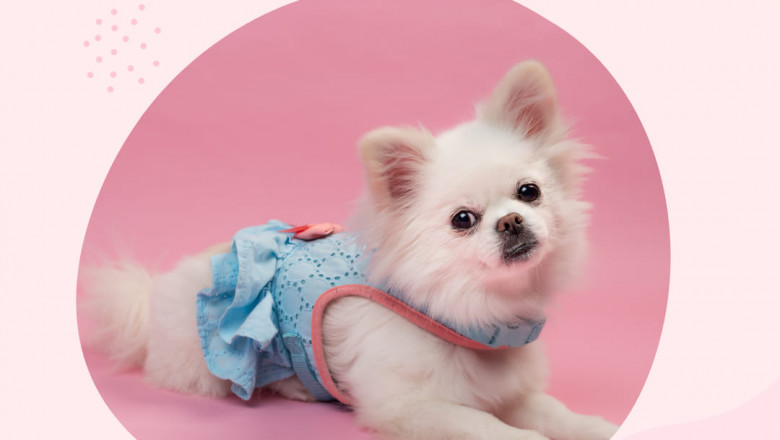 Dog Sitter in El Paso, TX