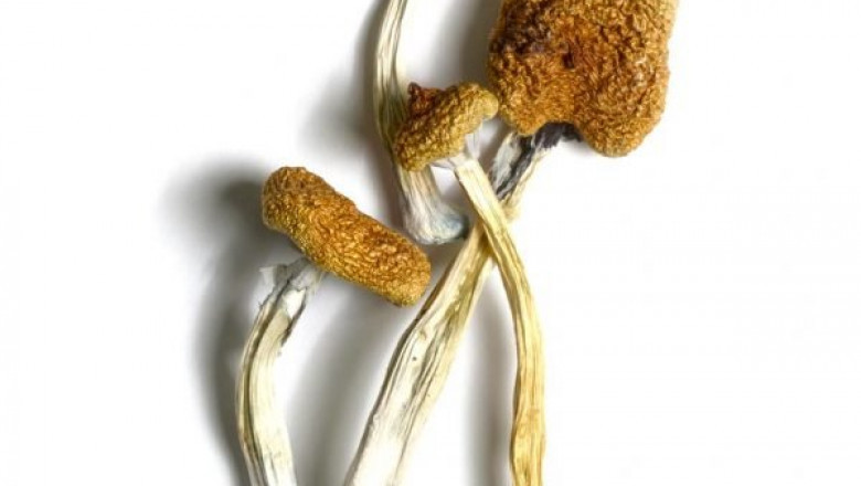 5 Surprising Added benefits of Magic Mushrooms