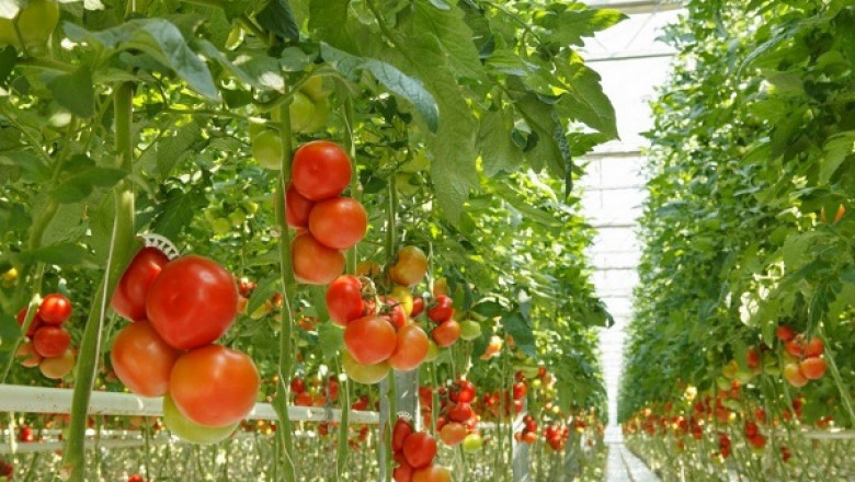 Global Indoor Farming Market is Expected to reach USD 75.3 billion by 2028 at a CAGR 10.9%