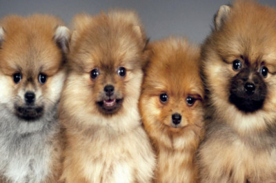 Teacup Pomeranian puppies for sale | Pom puppies for sale