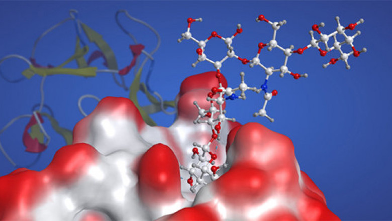 The Glycobiology Market Is Expected To Grow Significantly In The Coming Years Due To Drug Discovery And Development Applications