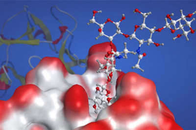 The Glycobiology Market Is Expected To Grow Significantly In The Coming Years Due To Drug Discovery And Development Applications