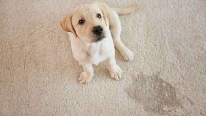 XO2's Top Tips for Removing Carpet Stains