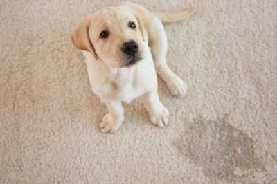 XO2's Top Tips for Removing Carpet Stains