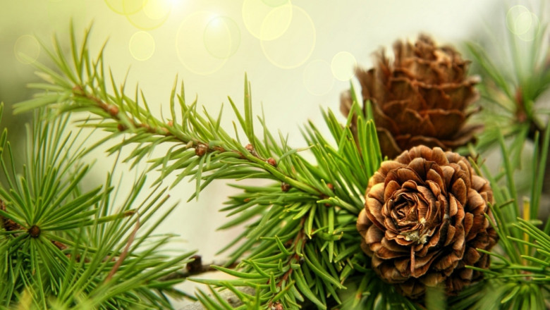 Isolongiforenone Market Size, Growth &amp; Global Forecast Report to 2028