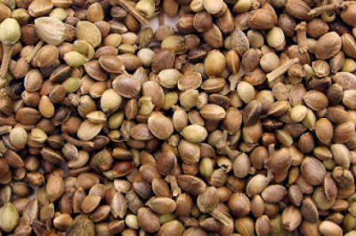 What Happens If You Eat Sunflower Seeds Every Day?