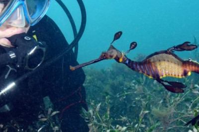 Abyss Scuba - How does Ocean Pollution affect Coral Reefs?