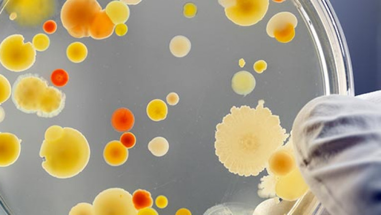 Anti-infectives Market to Set Phenomenal Growth in Key Regions By 2030
