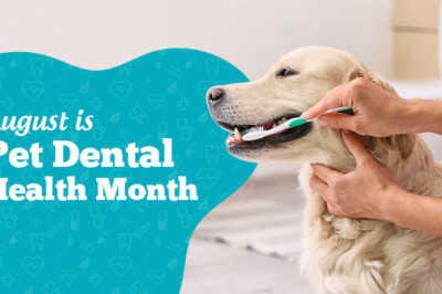 August is Pet Dental Health Month | DiscountPetCare