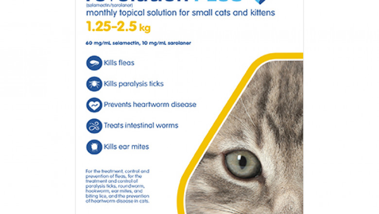Buy Revolution Plus For Kittens And Small Cats 1.25 - 2.5kg Yellow