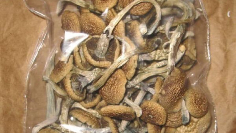 Buy Shrooms Online