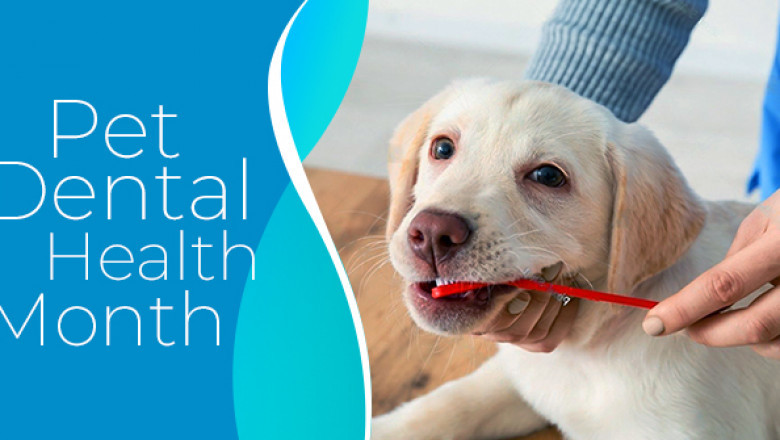 National Pet Dental Health Month | Healthy Smile Sale on VetSupply!
