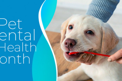 National Pet Dental Health Month | Healthy Smile Sale on VetSupply!