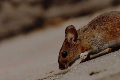 RIP Rodent Control Perth