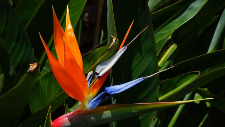 Strelitzia Nicolai: A Unique Flowering Plant That's Perfect for a Couch!