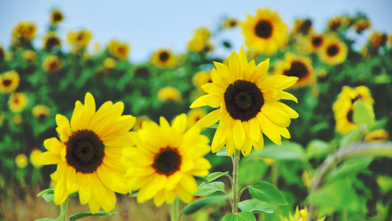 Sunflower disc extract can fight gout