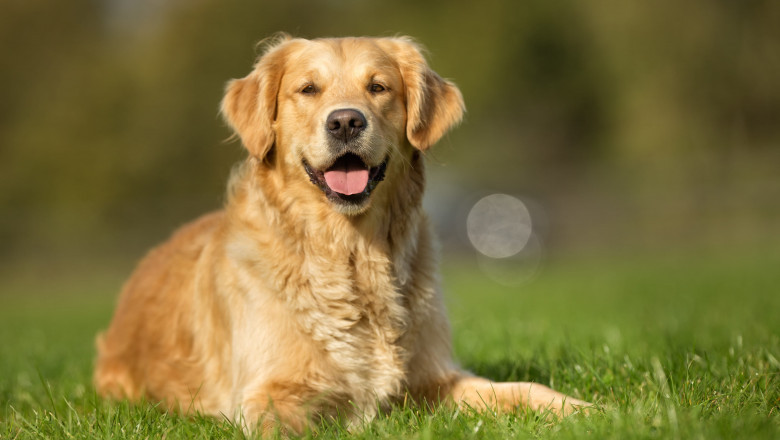 Golden Retriever- Pet Animal Wildlife