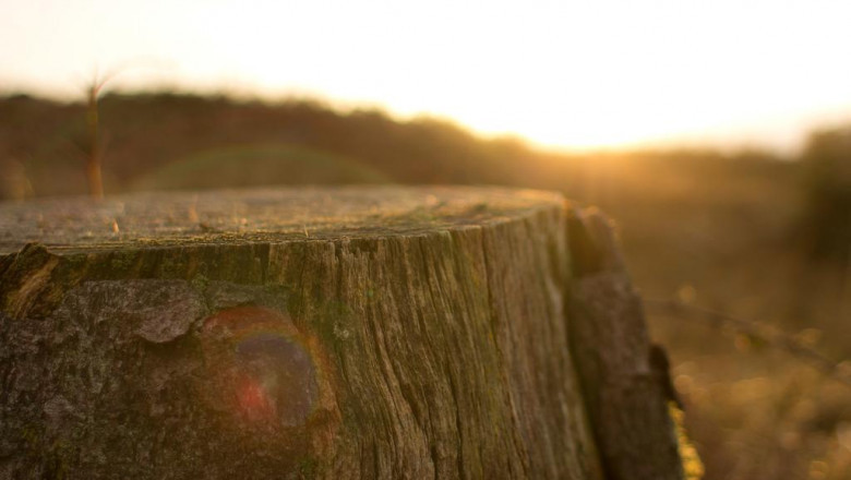 ten plants that help clean as well as shield our breathing system