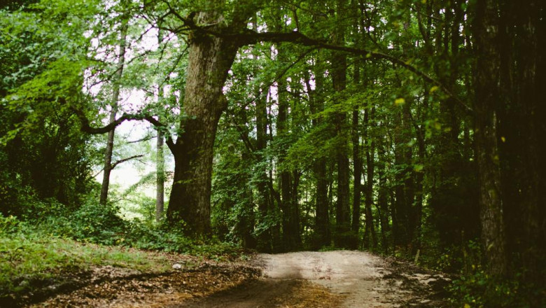 10 meetups about magic mushrooms you should attend