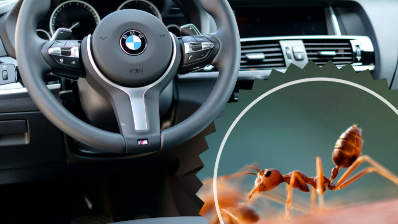 Best Ways to Get Ants Out of Your Car | Fortador