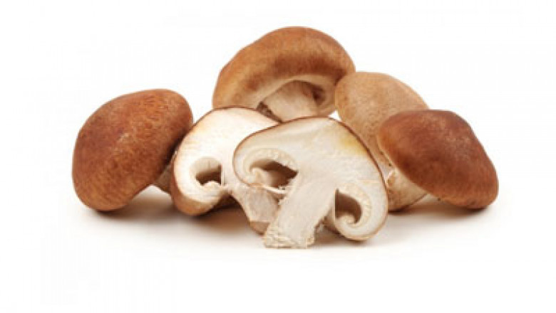 Shiitake Mushroom Extract Powder Market Forecast 2022-2028, Trajectory & Analytics