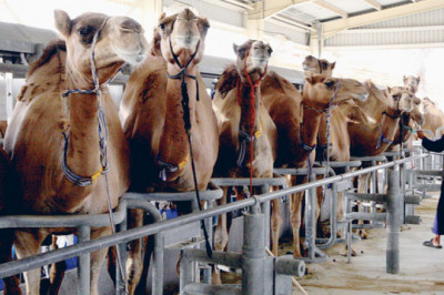 Saudi Arabia Camel Dairy Market 2021: Size, Share, Trends, Demand and Forecast 2026
