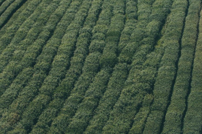 cach don dep ve sinh ghe ni oto sach nhu moi