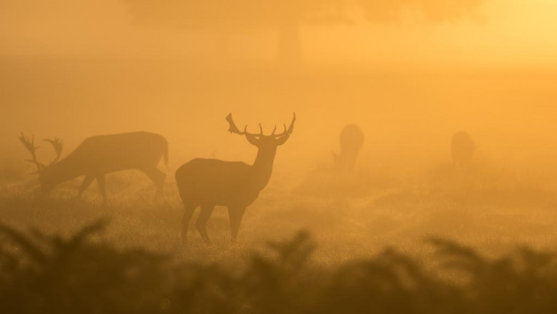 how to choose unsecured debt settlement vs bankruptcy