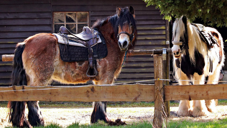 Horse Showing With Dale Chavez Saddles