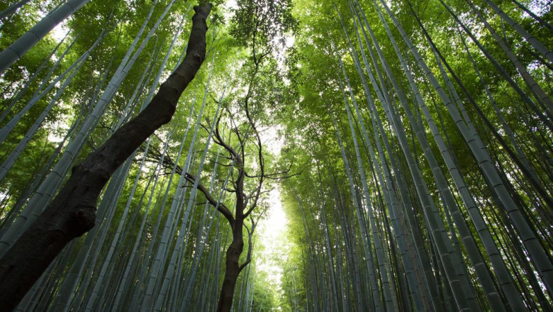 12 stats about khlvqt plyyrym to make you look smart around the water cooler