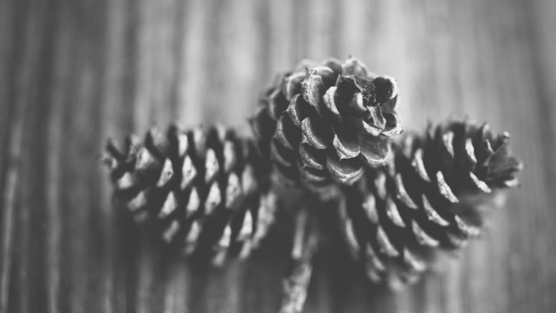 best pet dog boarding columbus for your puppy a house from residence