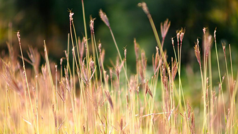 pick nutritious volhard pet puppy nourishment food stuff for pet dogs