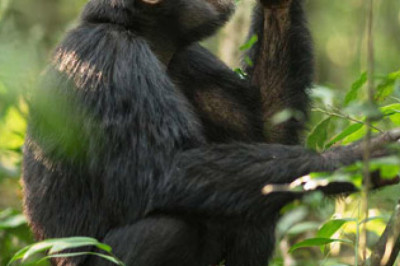 What You Need To Know Before Going On A Gorilla Trip In Uganda