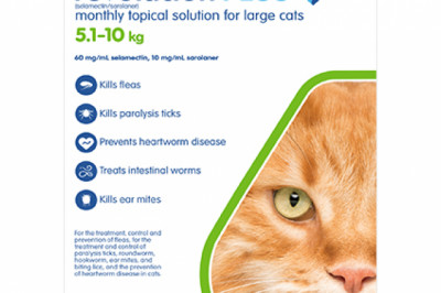 Buy Revolution Plus For Large Cats 5 - 10kg Green