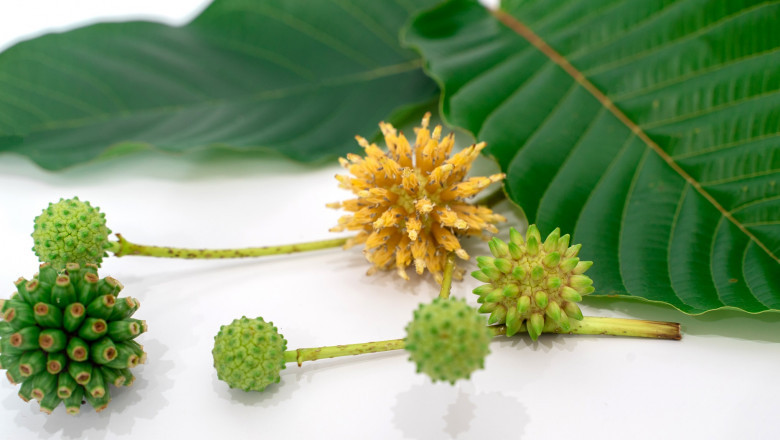 Take Kava and Kratom on Your Camping Trip to Reconnect with Nature