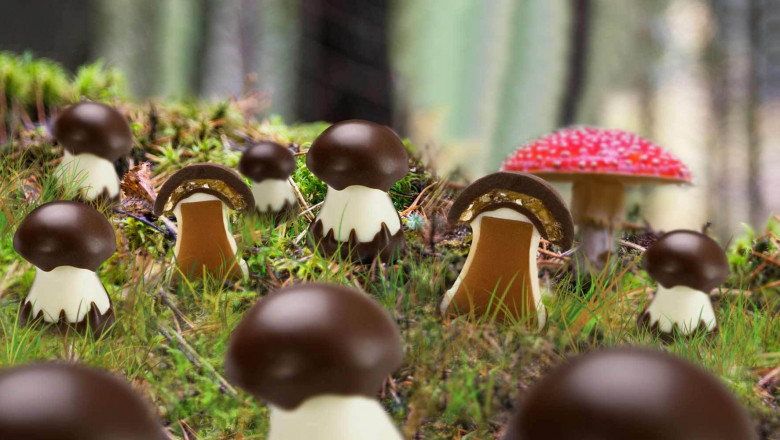 Mushroom Chocolate