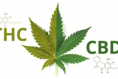 Benefits of CBD and THC together