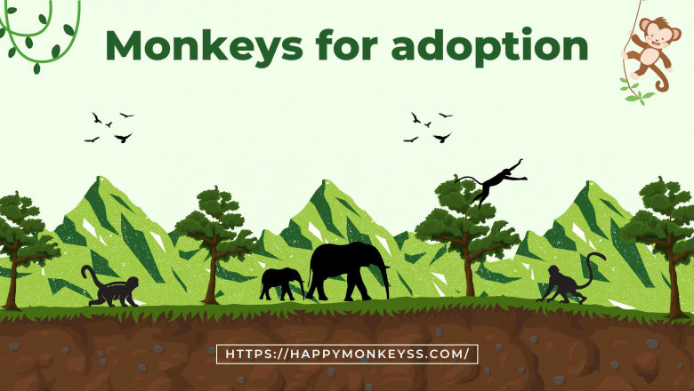 capuchin monkey for adoption