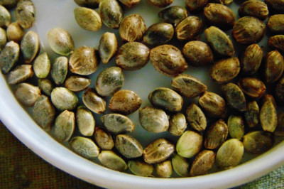 Seeds of Change: Why Adding More Seeds to Your Diet is So Important