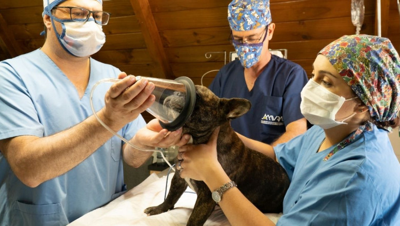 What is a Veterinary Merchant Services?